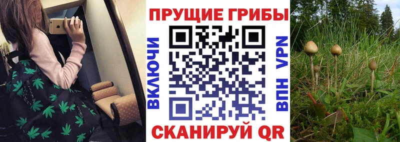 Галлюциногенные грибы мицелий  сколько стоит  кракен ONION  Каменка 